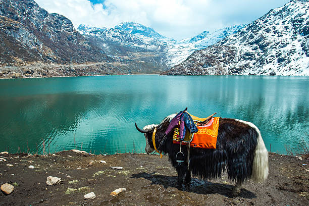 Beauty of Sikkim and Darjeeling