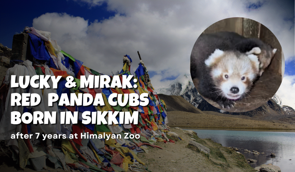 Red Panda Cubs Born in Sikkim