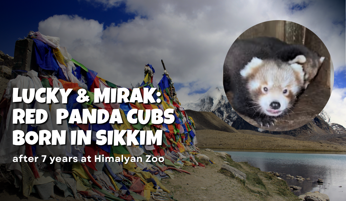 Red Panda Cubs Born in Sikkim
