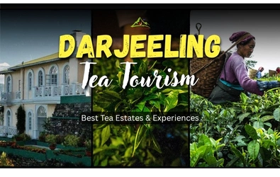 Darjeeling tea tourism