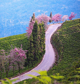 Yumthang Valley