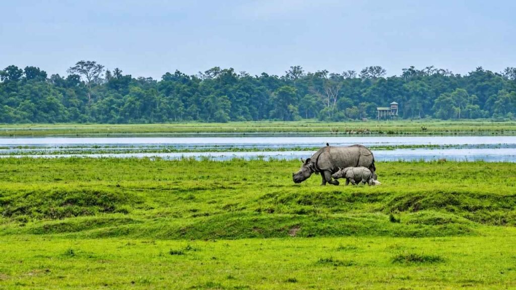 Kaziranga
