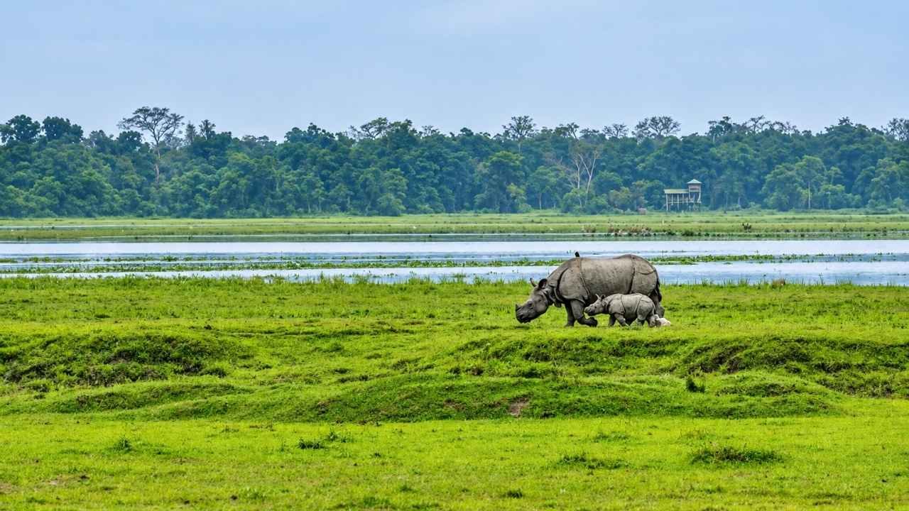 Kaziranga